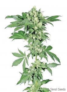 afghani-1-feminised-sensi-seeds-amsterdam-seed-center