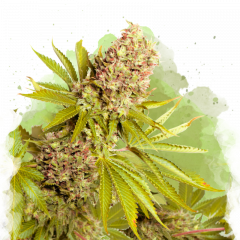 AK-48 Autoflower