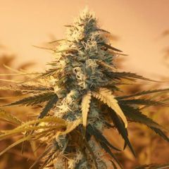 ak-48-5pack-fem-nirvana-seeds