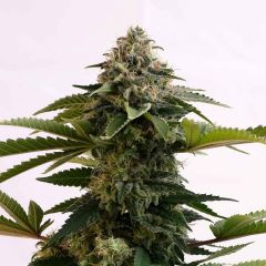 Amnesia Dream XL Auto - 5-pack