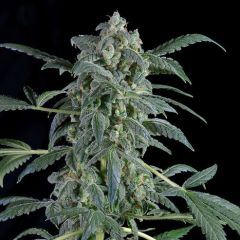 Original Amnesia Autoflowering