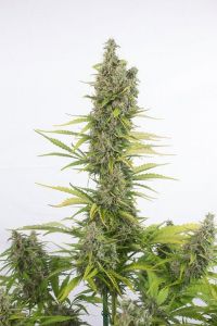amnesia-auto-cbd-dinafem0