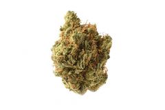 amnesia-haze-5pack-amsterdam-genetics-amsterdam-seed-center