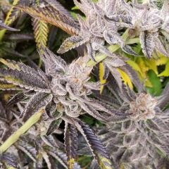 Platinum Cake - 12PACK
