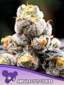 Anesia Scout Cookies - 5PACK