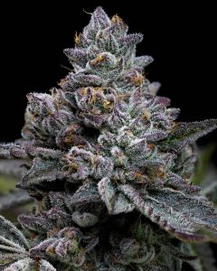 Apple Fritter