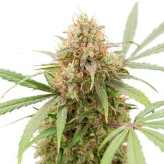 Auto AK Triple Haze