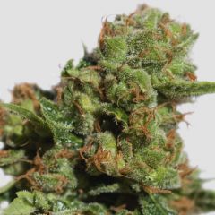 Auto Bruce Lemon Diesel - 5-pack