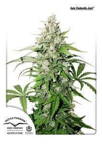 a wide shot of a central cola a auto-cinderella-jack by dutch-passion 