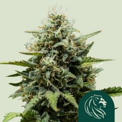 A close up shot of small Fat Banana Automatic cola in the early stages of flowering. 