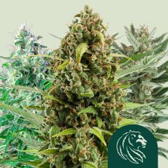 Autoflowering Mix