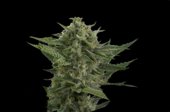 Auto Reek'n - 5PACK