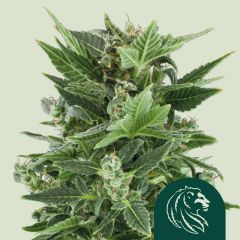 Royal Kush Automatic