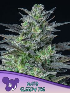 Auto Sleepy Joe is a super potent 60/40 hybrid by Anesia Seeds. The powerhouse indica is also available in feminsed form. Both versions of Sleepy Joe are available from the Amsterdam Seed Center.