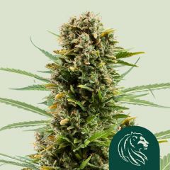 White Widow Automatic