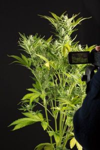 Blue Critical Autoflowering