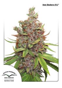 auto-glueberry-og-dutch-passion-amsterdam-seed-center