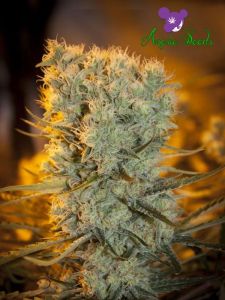 Banana Kush Auto is an indica-dominant autoflowering strain created by crossing an outstanding Banana Kush from the USA (OG Kush x Banana Sensi Seeds) and a White Kush. This is the latest auto for Anesia, and it brings big yields, tremendous genetic stabi