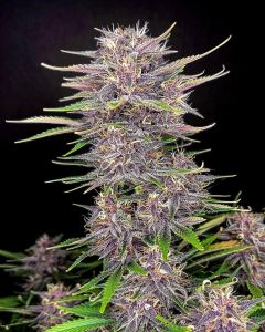 Close up of the central cola on a banana purple punch auto by fast bud seeds