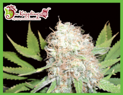 Bud Bud Bling Tingz - 5PACK 