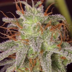 Close up of a Amnesia Lemon cannabis seed by Barney's Farm in the early / mid stages of flowering.