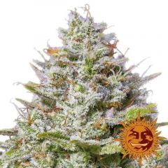 blue-gelato-41-5pack-feminised-barneys-farm-amsterdam-seed-center