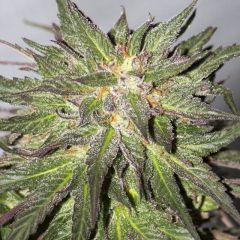 CBD Critical Cure