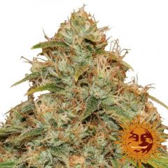 cbd-lemon-potion-auto-barneys-farm-amsterdam-seed-center