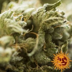 critical-kush-barneys-farm-amsterdam-seed-center-3