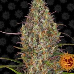Glue Gelato Auto 