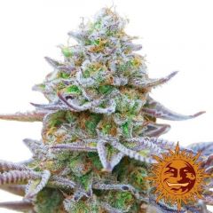 gorilla-zkittlez-5pack-feminised-5pack-barneys-farm-amsterdam-seed-center