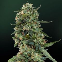 Close up shot of a cola on a LSD cannabis plant by Barney's Farm. 