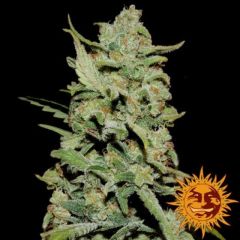 peyote-critical-feminised-5pack-barneys-amsterdam-seed-center