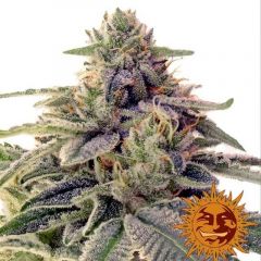 Shiskaberry 