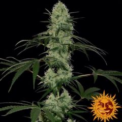 tangerine-dream-auto-feminised-5pack-barneys-amsterdam-seed-center