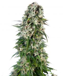 big-bud-autoflowering-sensi-seeds