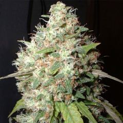 Bubble Cheese - 5PACK