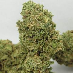 Big Buddha Cheese Autoflowering - 10-pack