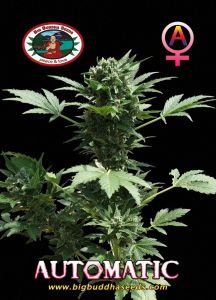 Big Buddha’s Automatic - 5-pack