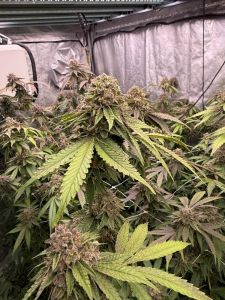Biscotti Gelato - 3-pack