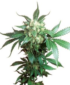 black-domina-feminised-sensi-seeds