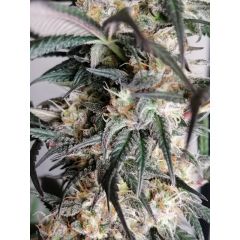 Black Lebanon Kush - 5PACK