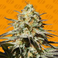 Black Orchid - 5-pack