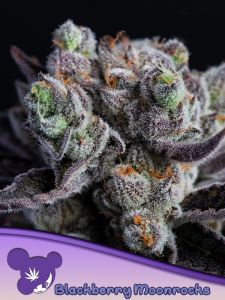 Blackberry Moonrocks follows in the footsteps of other unique strains with >30 THC from Anesia Seeds. This was developed by crossing an extremely potent female Blue Moonrock and a male Blackberry Kush. Both parent plants were chosen in a long process for 