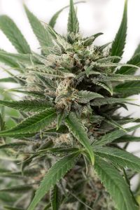 Blue Amnesia XXL AutoFlowering