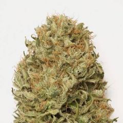 Blue Dream Auto