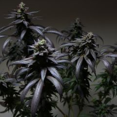 blue-sherbet-s1-6pack-feminized-the-plug-amsterdam-seed-center