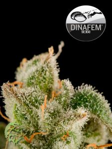 Blue Thai