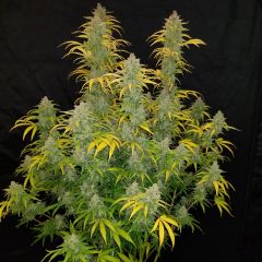 Blue Dream'matic - 5-pack