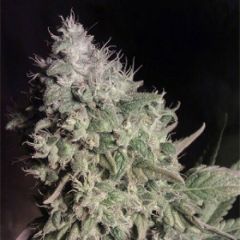 blue-shark-auto-5pack-dutch-delight